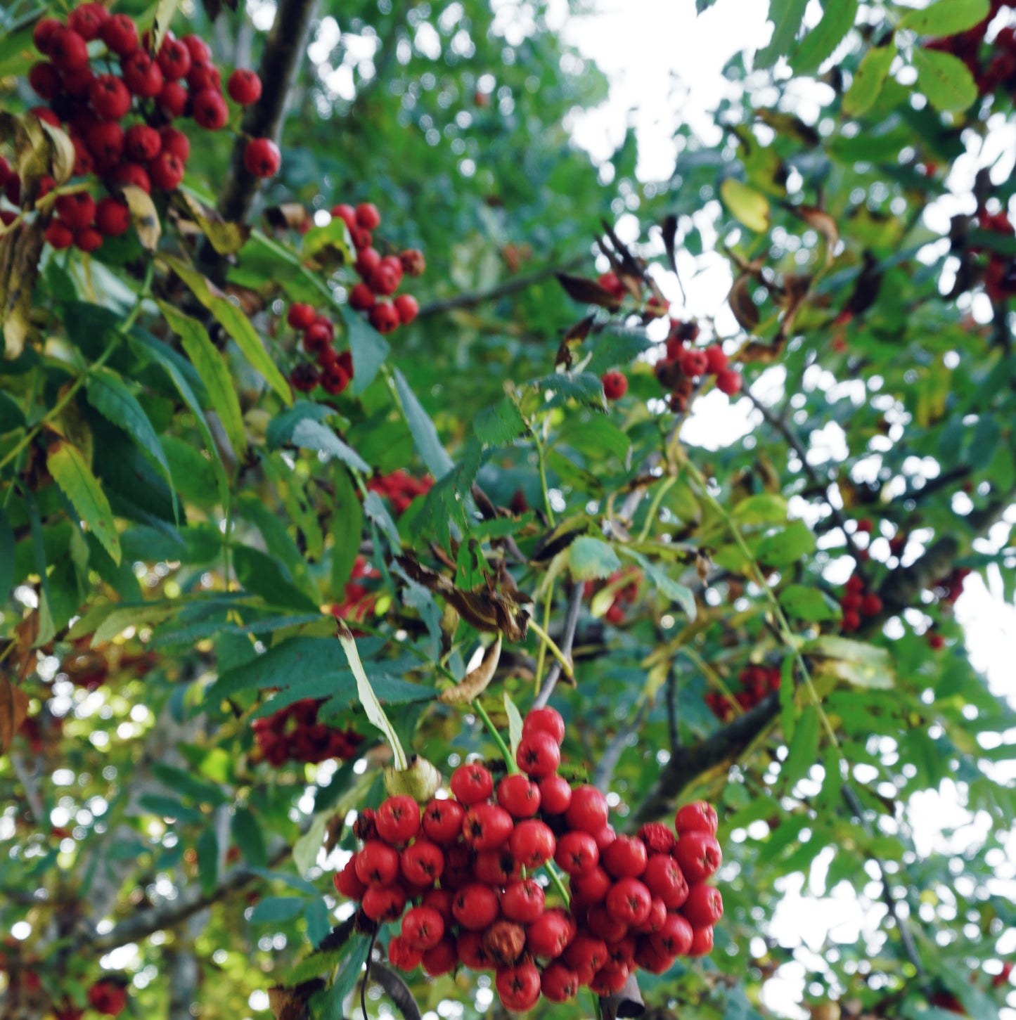 PĪLĀDŽA HIDROLĀTS