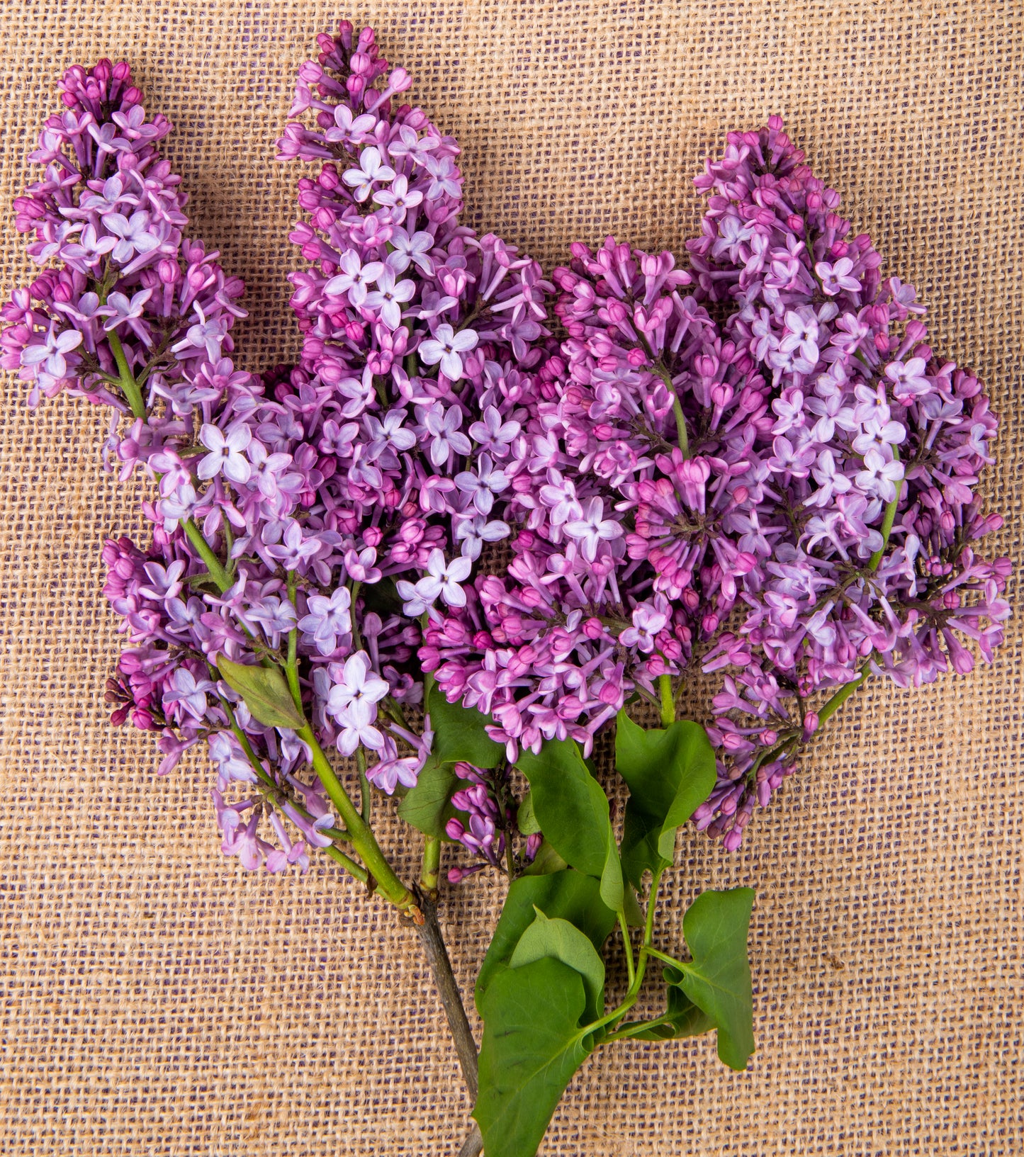 CERIŅA HIDROLĀTS